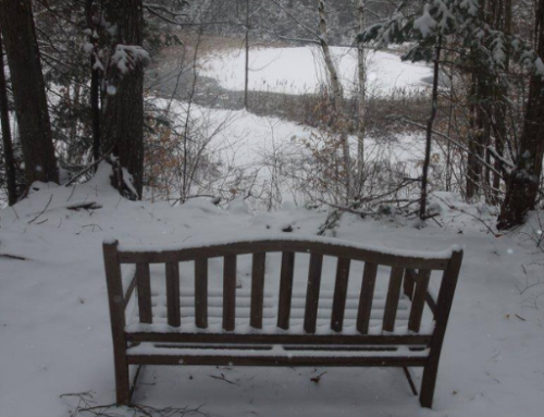 Knight’s Hill: A Sanctuary for Wildlife, a Solace for Humans – All Year Long