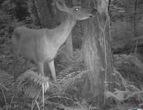 Trail Cameras & Hidden Visitors: A Summer at Knights Hill Nature Park
